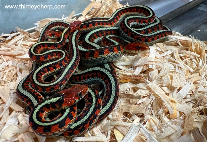 California Red-sided Garter Snake
